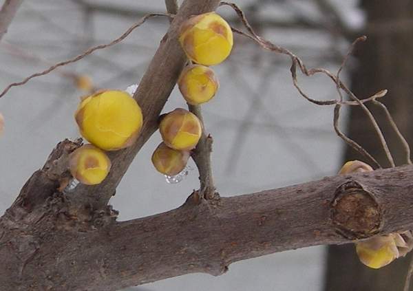 1594968732276780.jpg 臘梅1.jpg