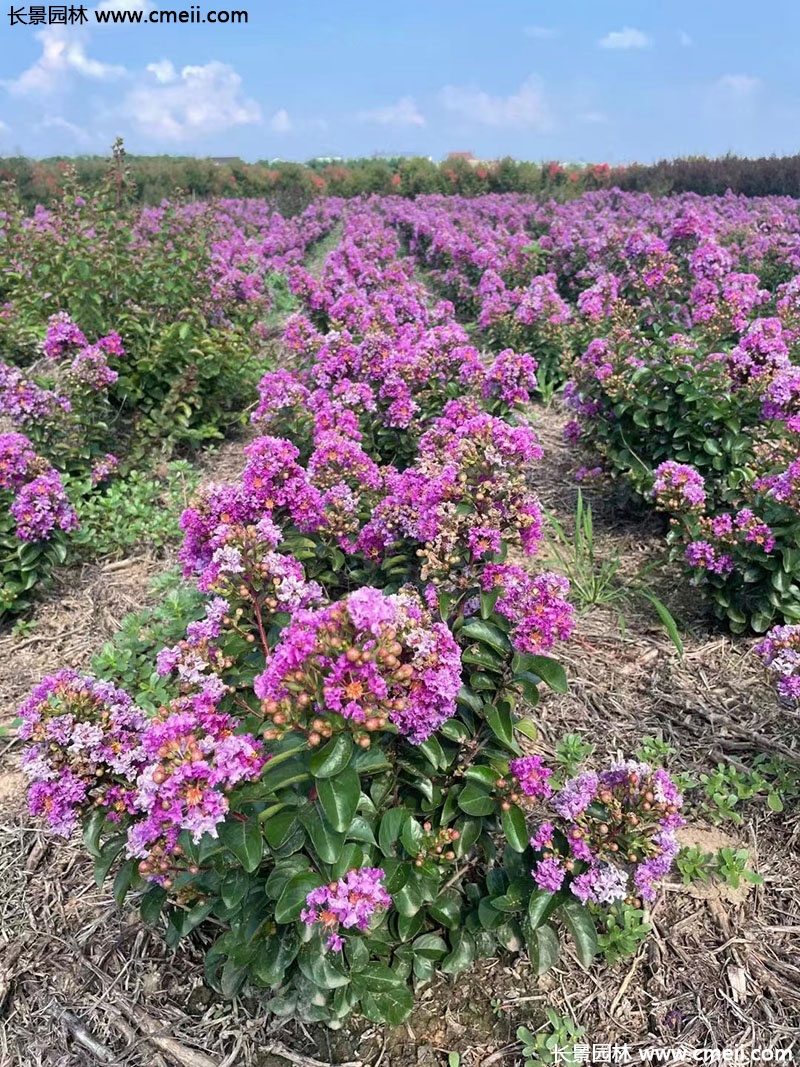 長景園林矮紫薇 長景園林矮紫薇