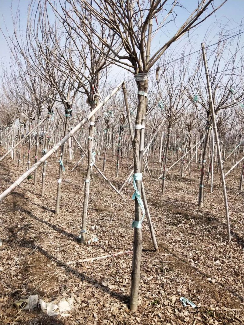 安了寺紫藤日系日本白色紫藤 安了寺紫藤日系日本白色紫藤