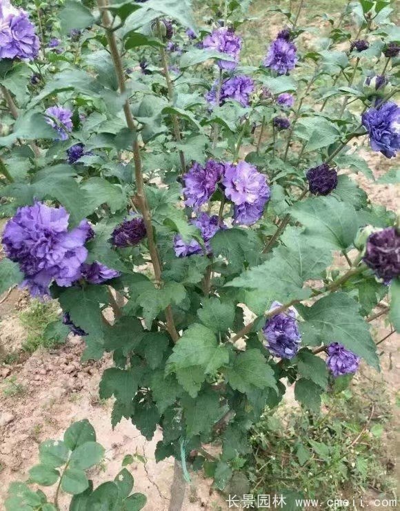 藍莓冰沙木槿 藍莓冰沙木槿