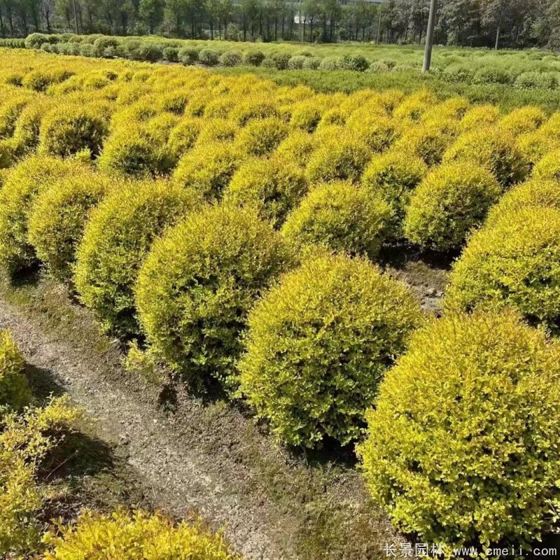 金冠女貞球 金冠女貞球