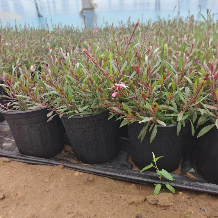 山桃草盆苗 山桃草盆苗