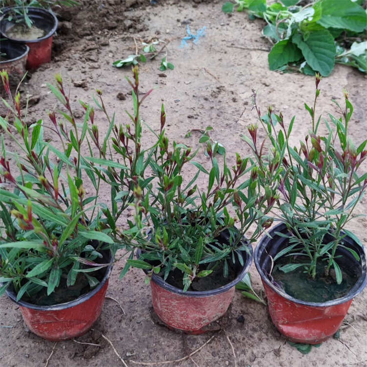 山桃草盆苗 山桃草盆苗