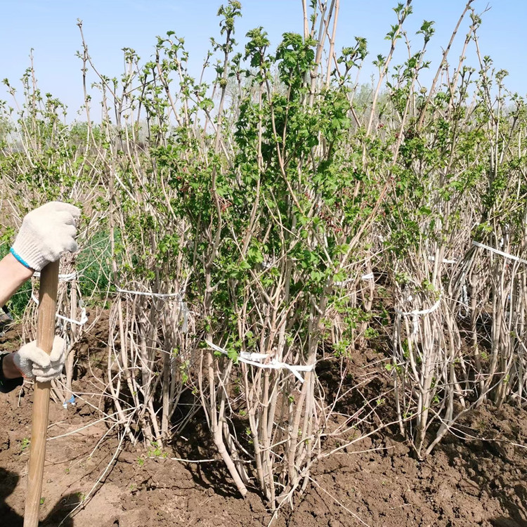 天目瓊花 天目瓊花