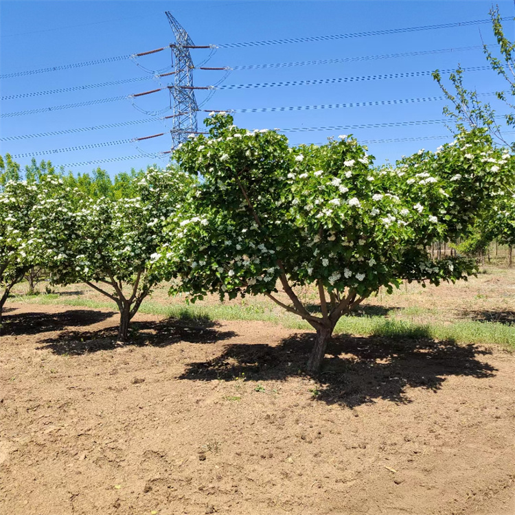 山楂樹春天開花的樣子 山楂樹春天開花的樣子