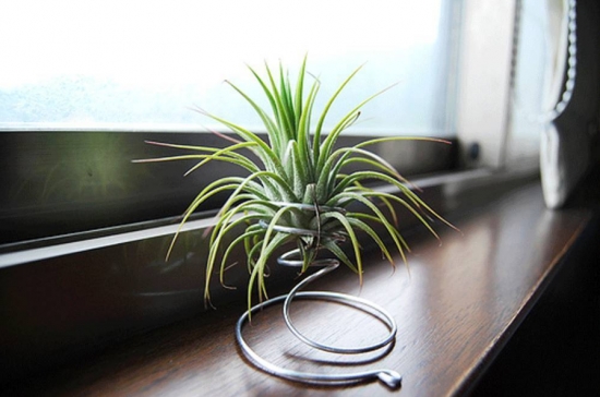 超好養活的植物