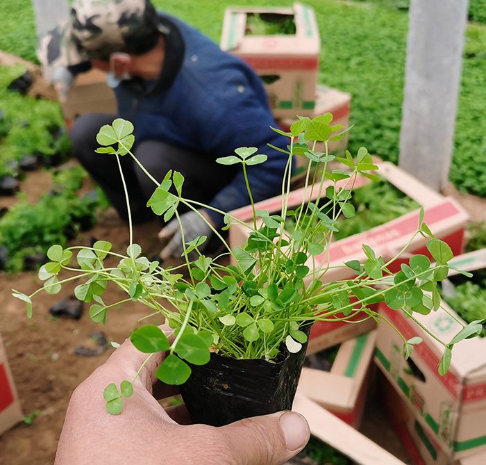白車軸草 白車軸草
