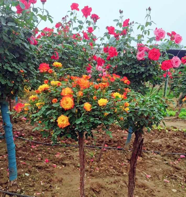 玫瑰樹 玫瑰樹
